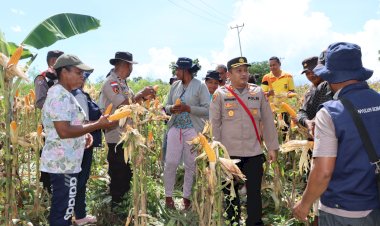Kapolres-Hadiri-Kegiatan-Panen-Jagung-Perdana-Pada-Lahan-Kantor-Polsubsektor-Ile-Ape.