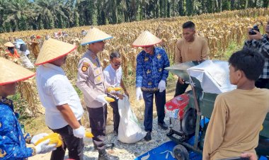 Kapolres-Kampar-Panen-Raya-Jagung:-Wujud-Dukungan-Nyata-untuk-Ketahanan-Pangan-Nasional