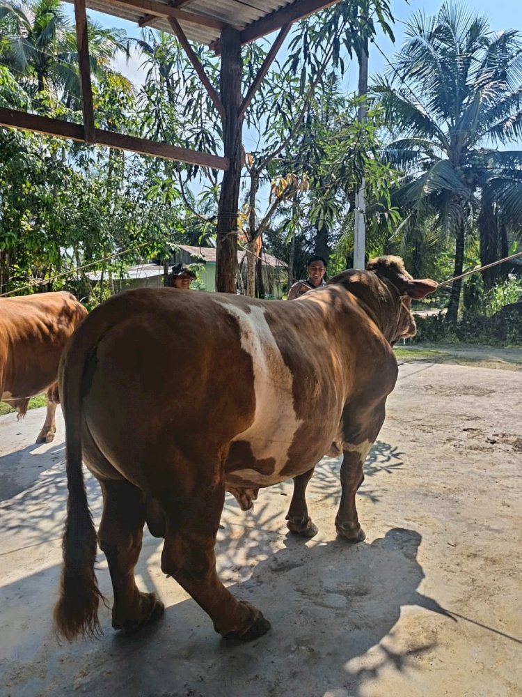**Sapi Milik Bhabinkamtibmas Terpilih Jadi Hewan Kurban Presiden Prabowo di Indragiri Hulu**