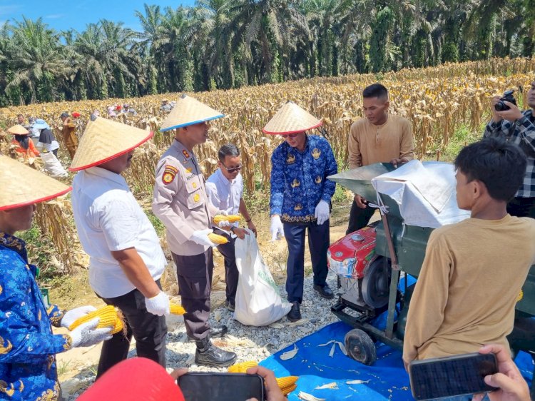 Kapolres Kampar Panen Raya Jagung: Wujud Dukungan Nyata untuk Ketahanan Pangan Nasional