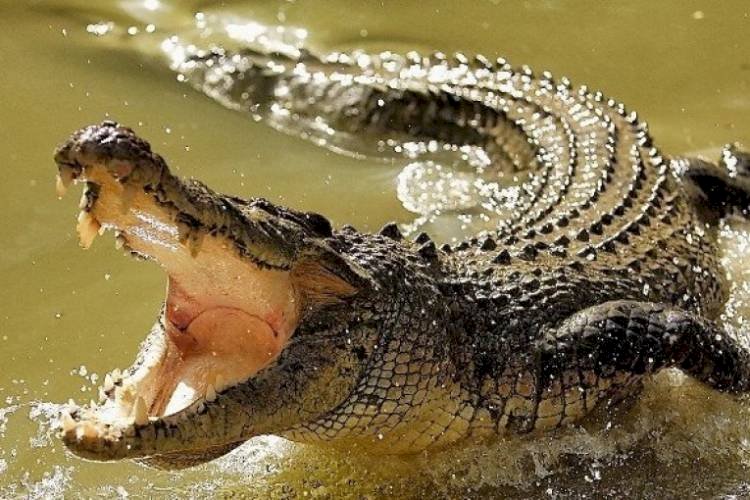 Berniat Mencari Ikan, Salah seorang Warga Di Terkam Buaya, Kapolres Ucapkan Belasungkawa